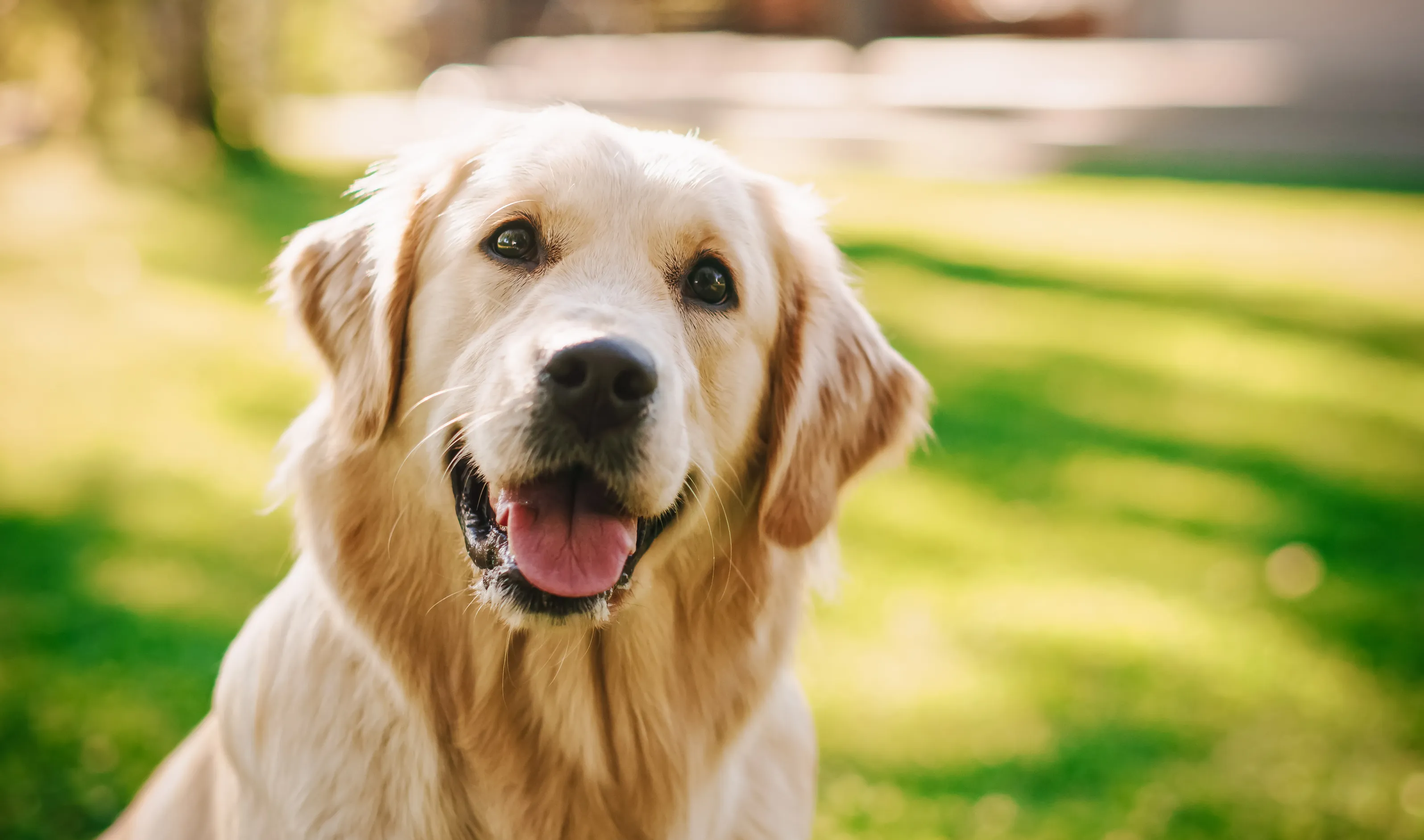 Options for resolving pet ownership and care on separation or divorce